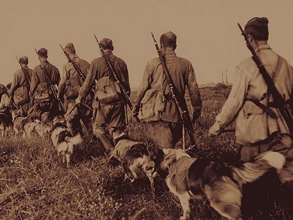 Собаки на войне