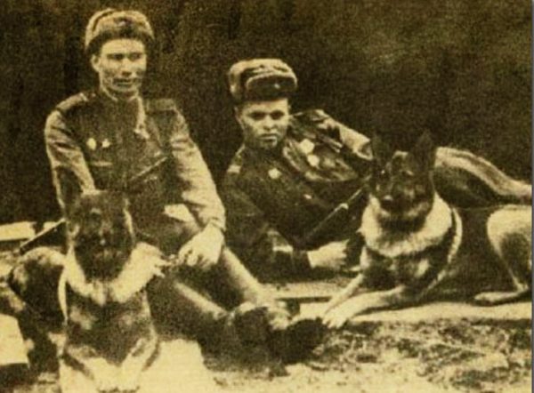 Мохнатые солдаты: как собаки Красной Армии бились против фашистов