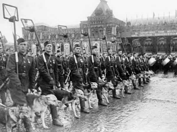 Мохнатые солдаты: как собаки Красной Армии бились против фашистов