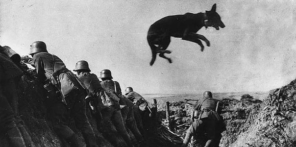 Героический бой пограничников и их собак с фашистской нечистью